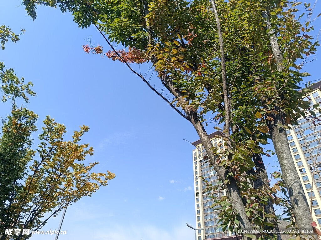 城市中挺拔的绿树与蓝天