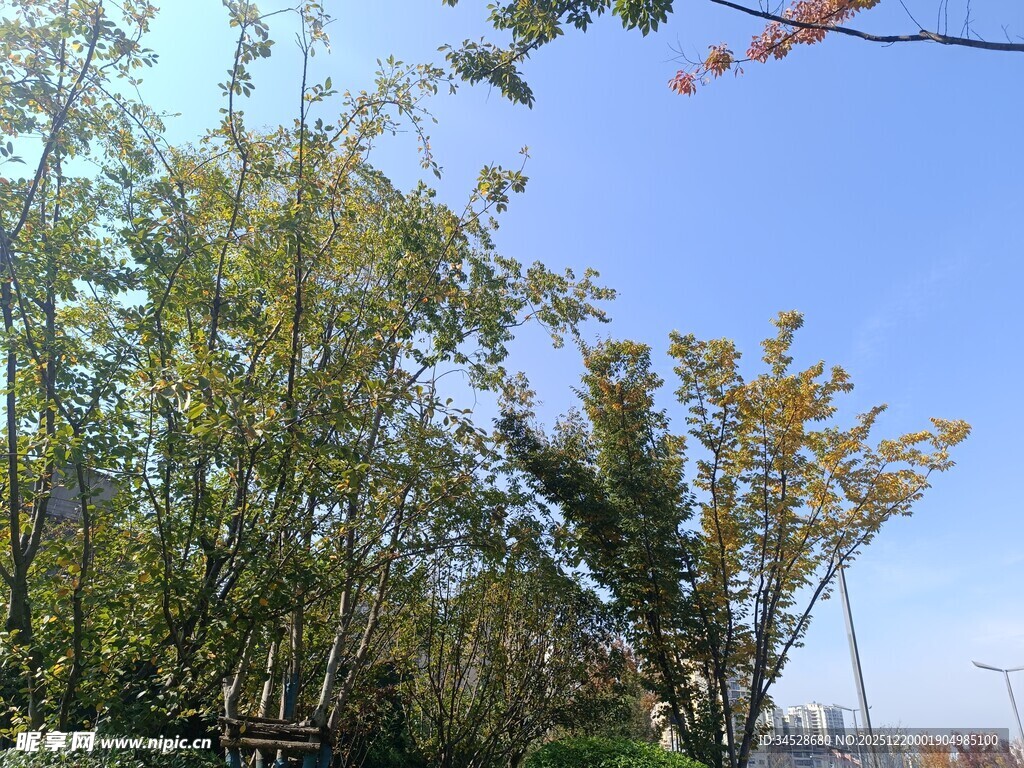 秋日树林蓝天美景