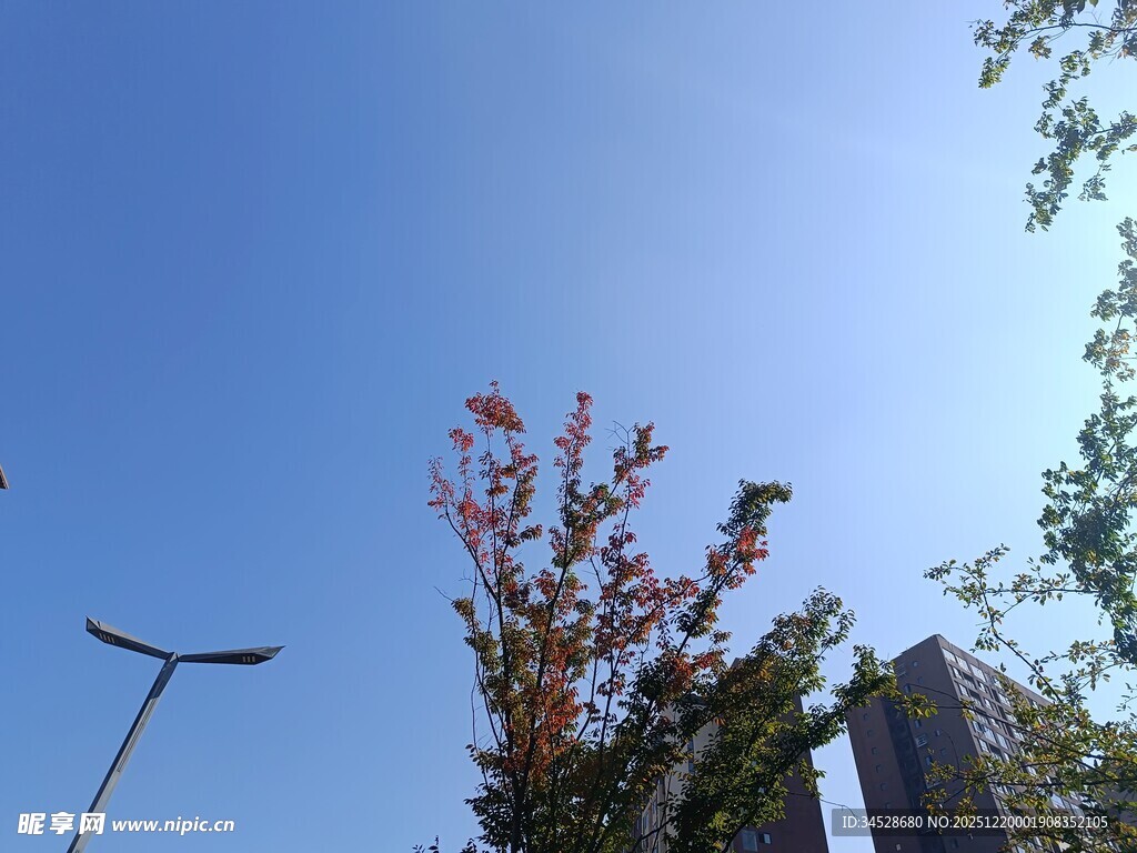 蓝天绿树旁的城市景象