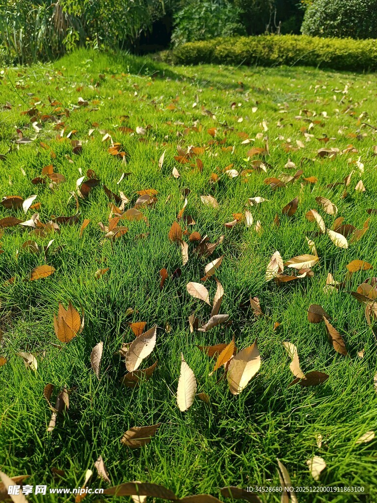 草地上散落的枯叶