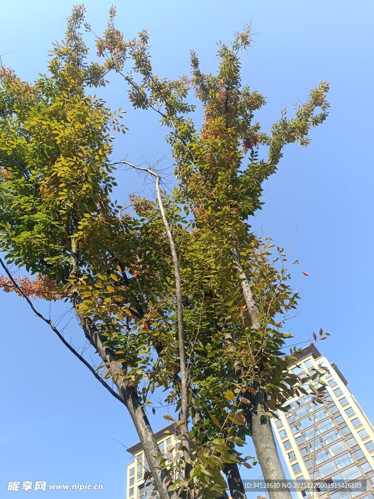 高楼旁挺拔绿树