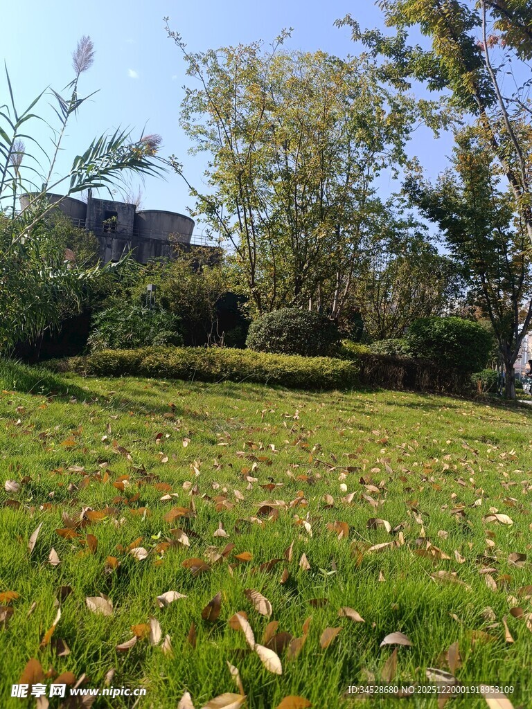 秋日草地与树木景致