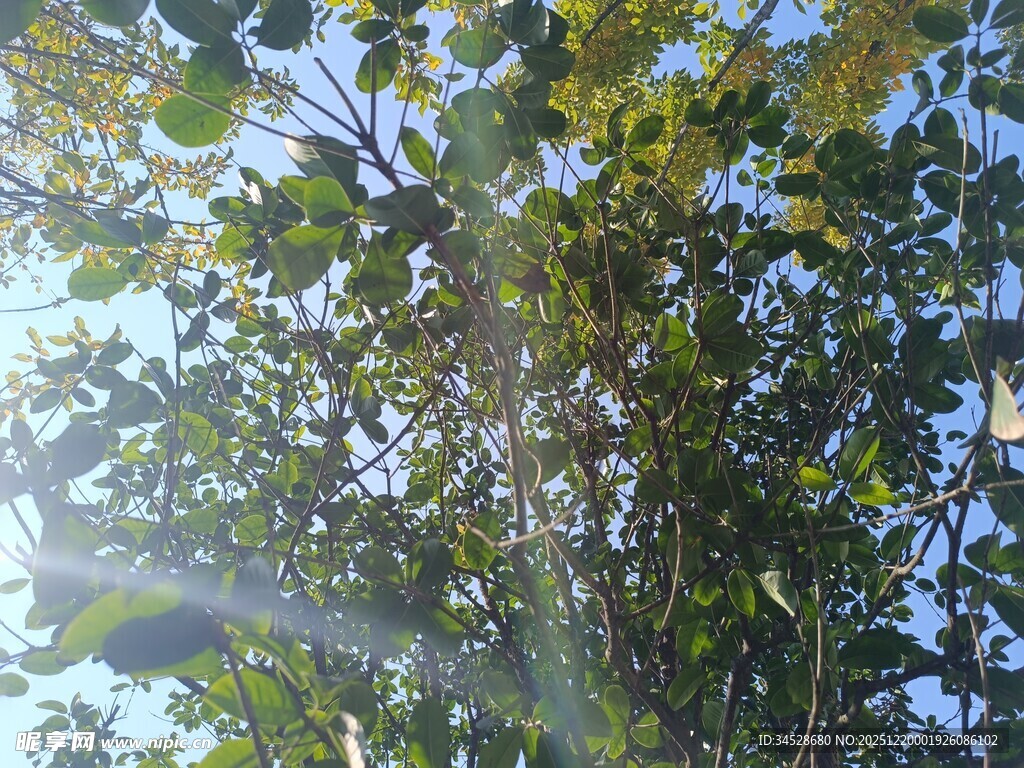 阳光穿透树叶的绿意景象