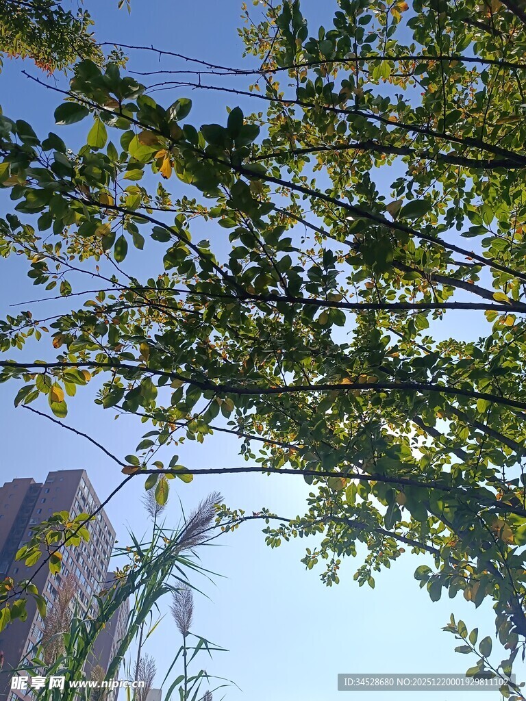 仰视视角下的繁茂树叶