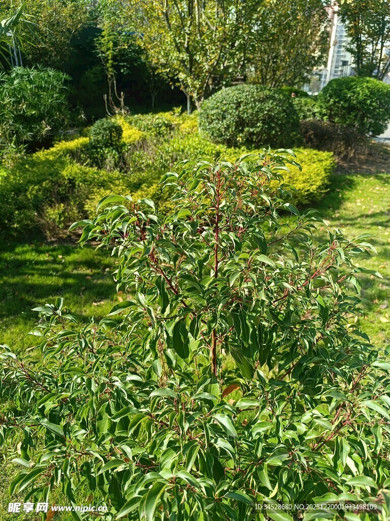 绿意盎然的户外花园景观