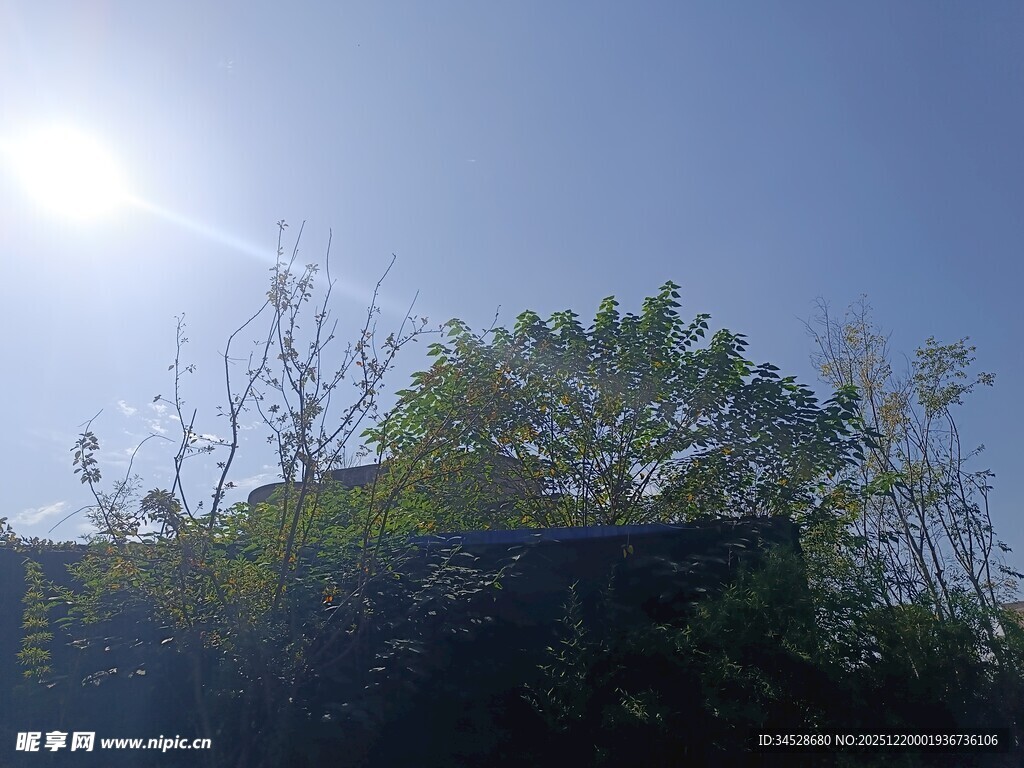 阳光照耀下的绿树与建筑