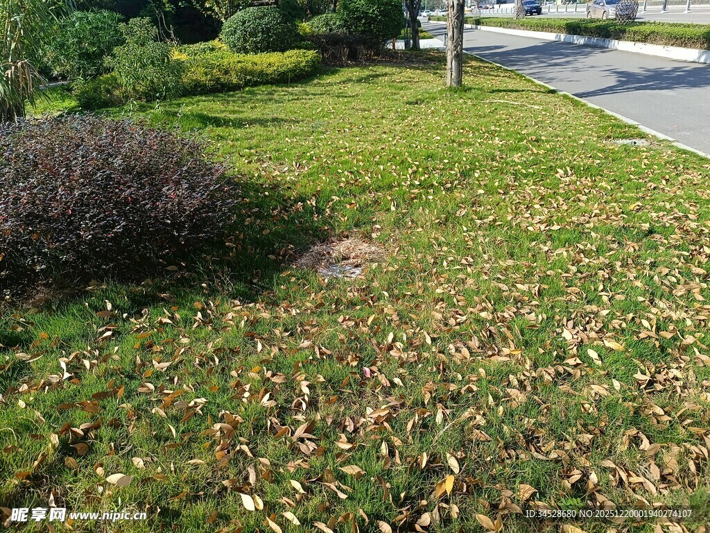 草坪上的落叶与绿植景观