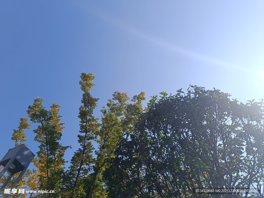 阳光下的繁茂绿树