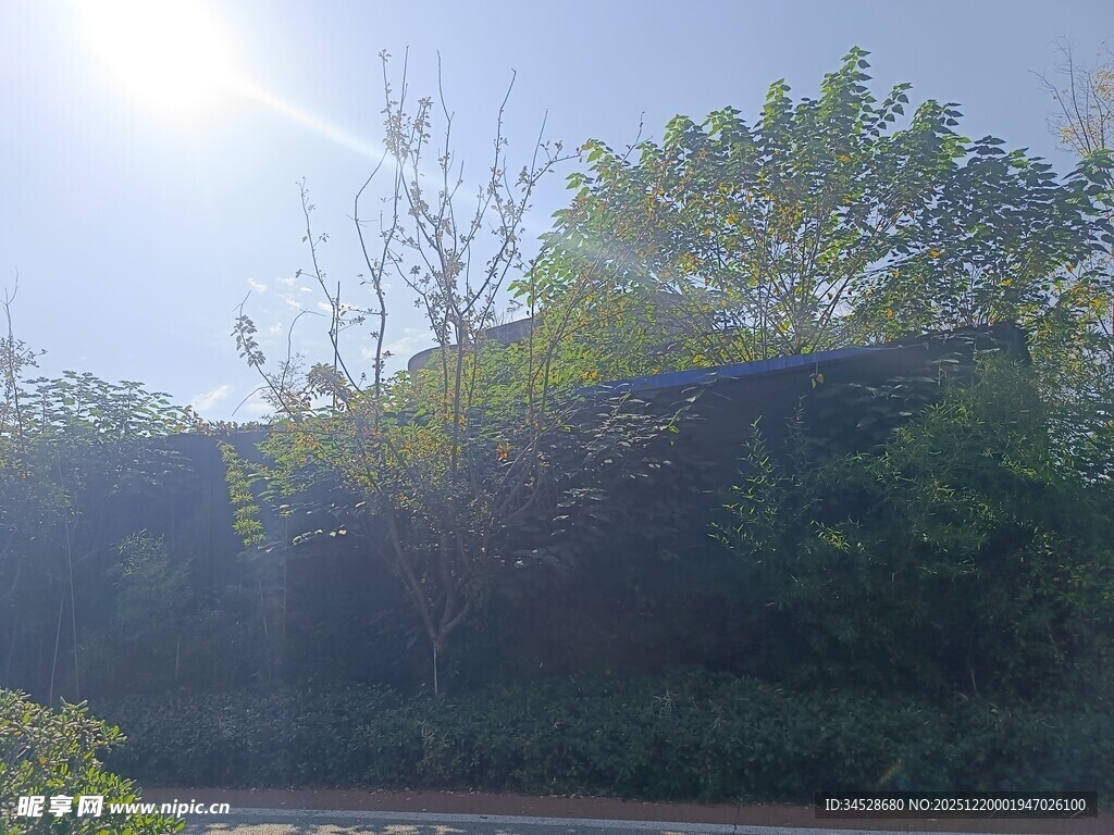 阳光下的葱郁绿植