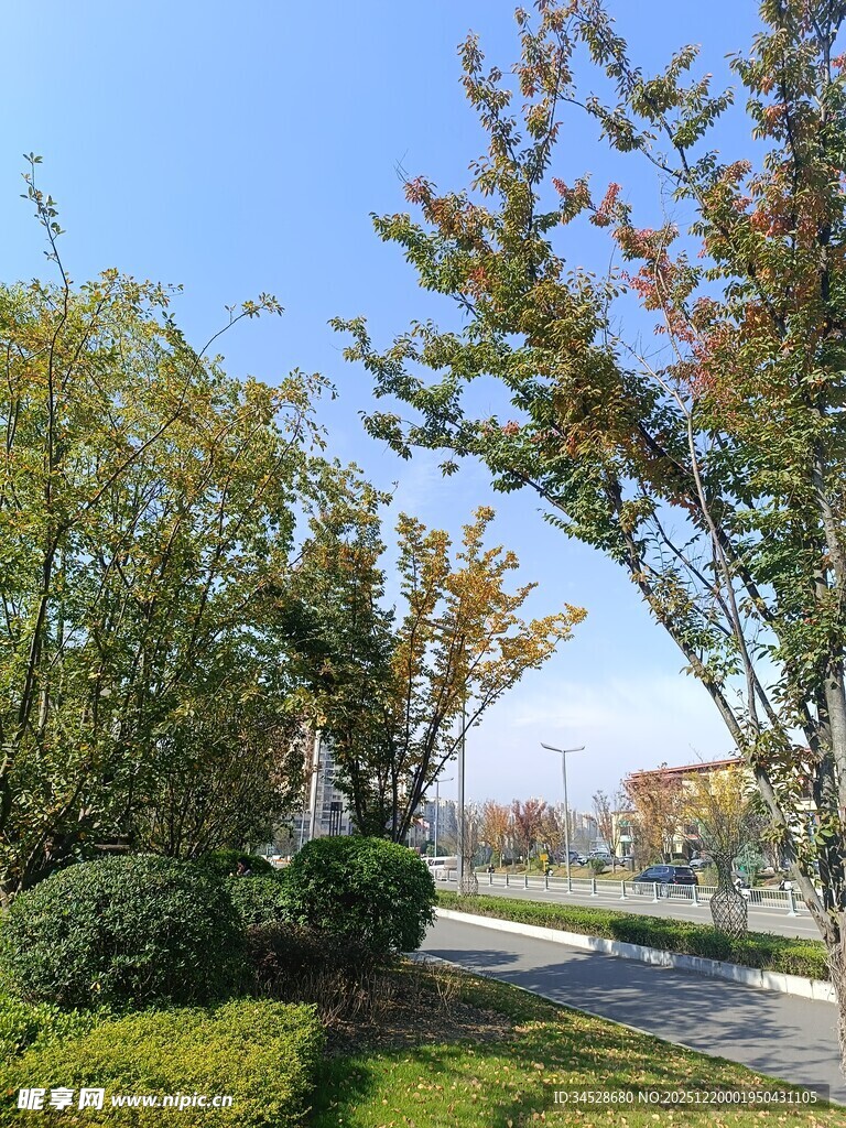 秋日林荫小道风景