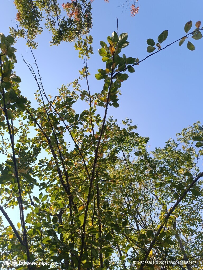 蓝天映衬下的繁茂树枝