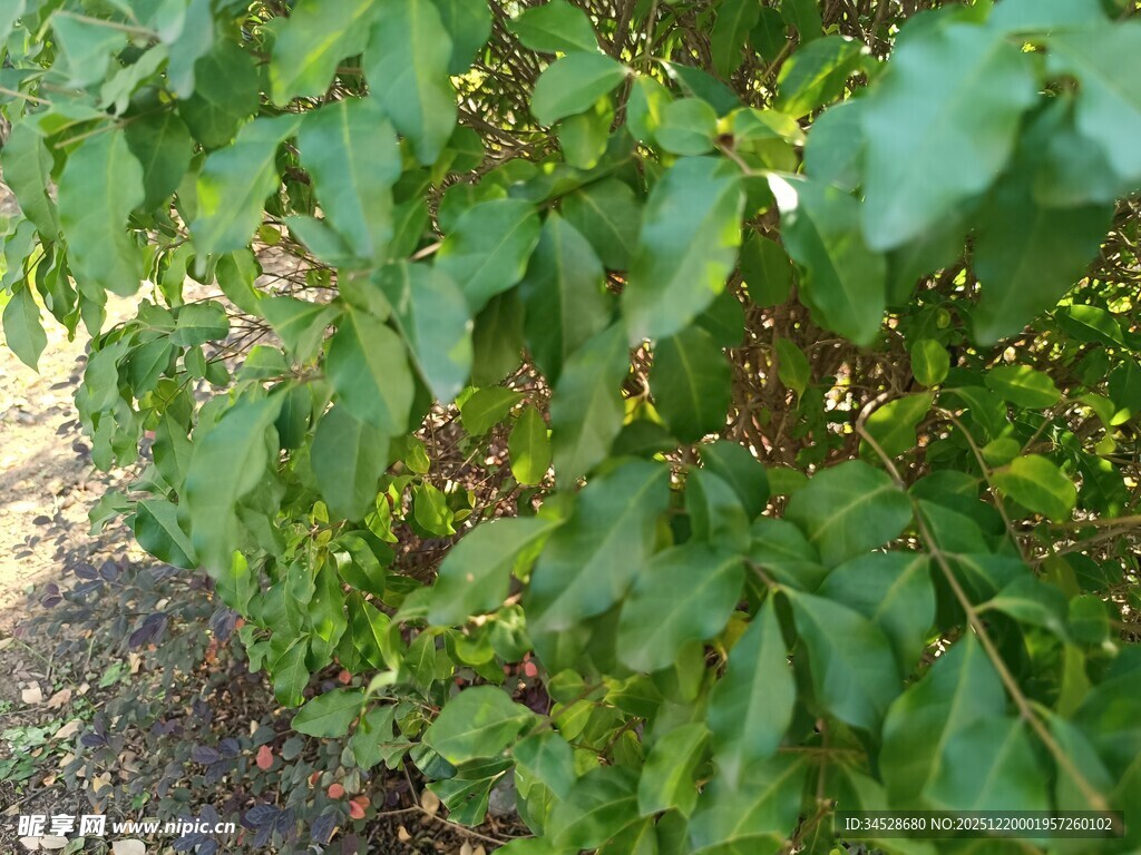 翠绿繁茂的树叶景象