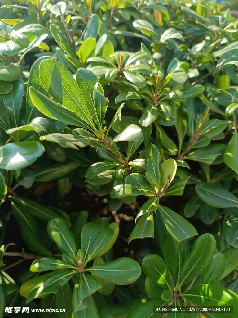 绿叶繁茂的植物景观