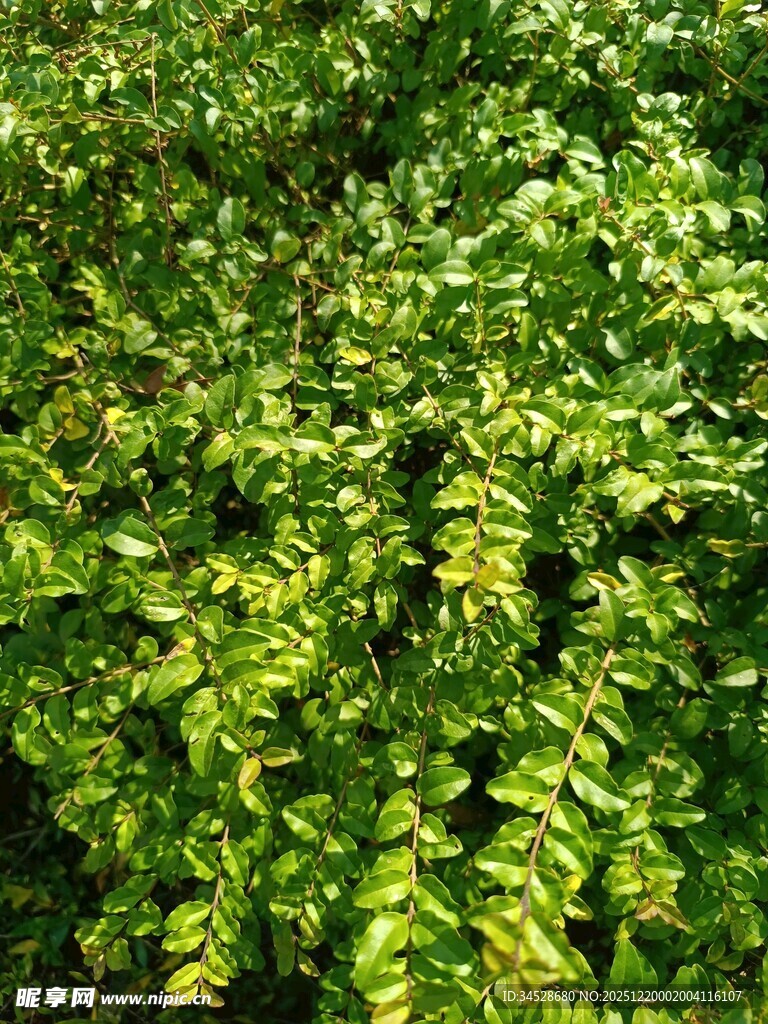 翠绿繁茂的植物叶片