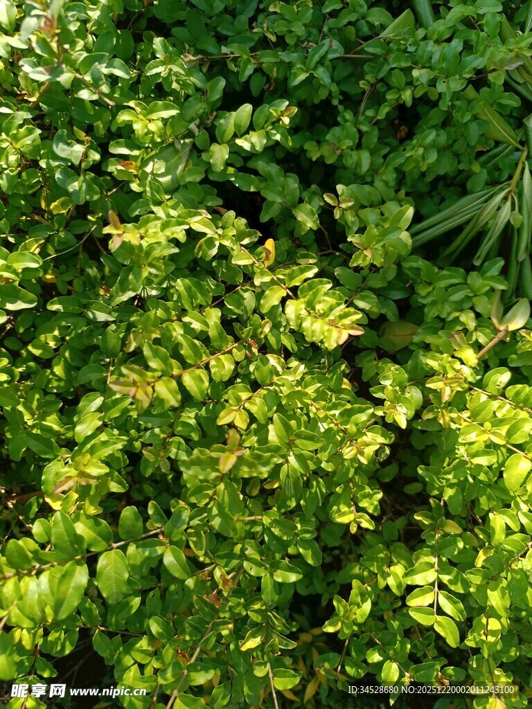 阳光下的翠绿树叶