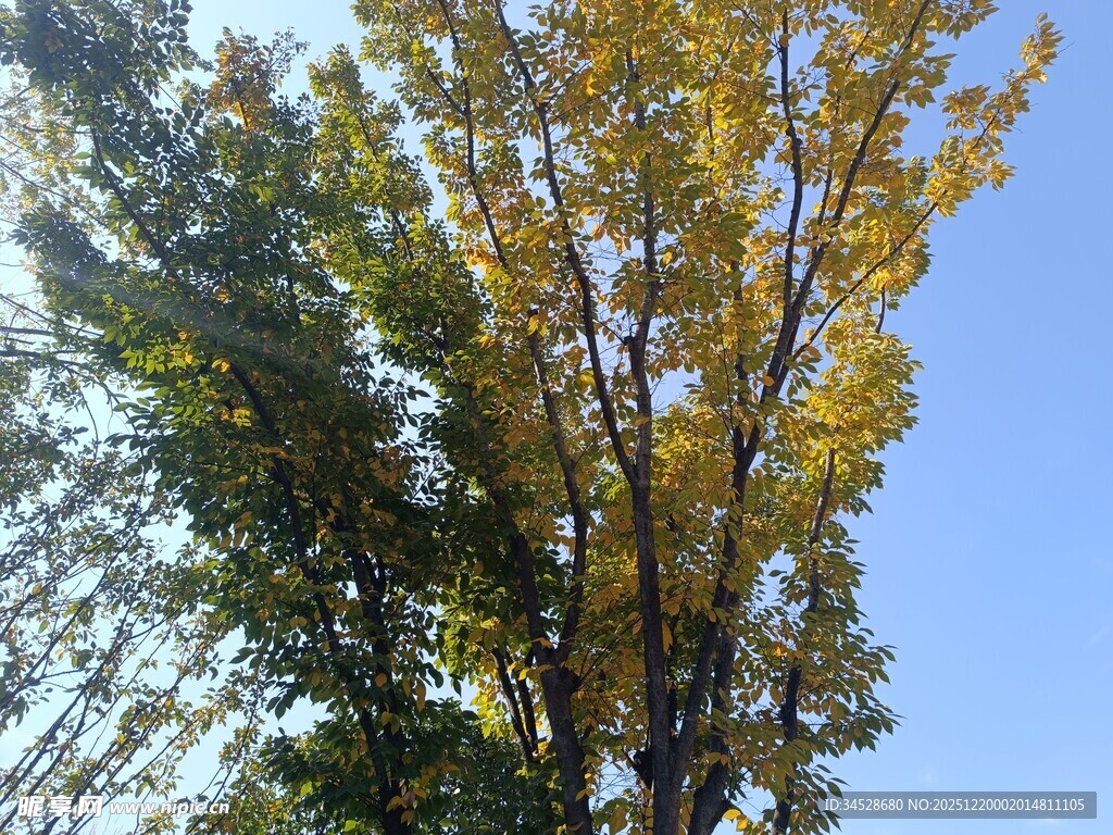 秋日金黄树木蓝天景致