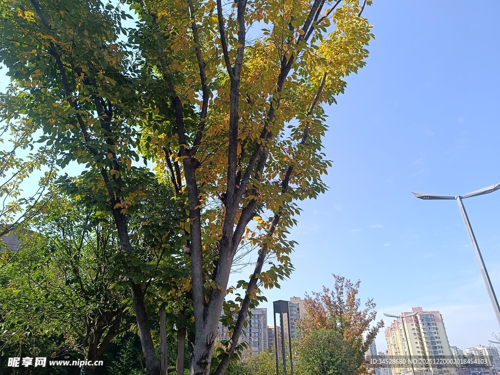 秋日城市中的葱郁树木