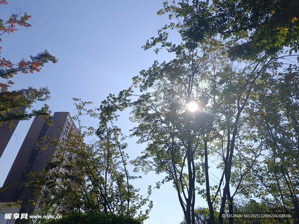 阳光透过树木洒向建筑