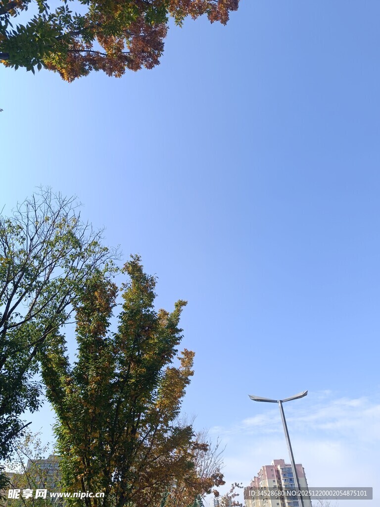 秋日树梢与蓝天景象