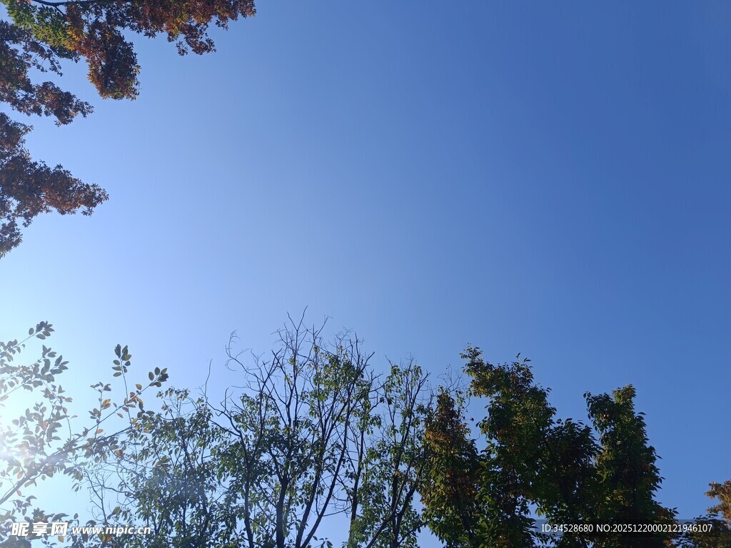 仰望蓝天与繁茂树木