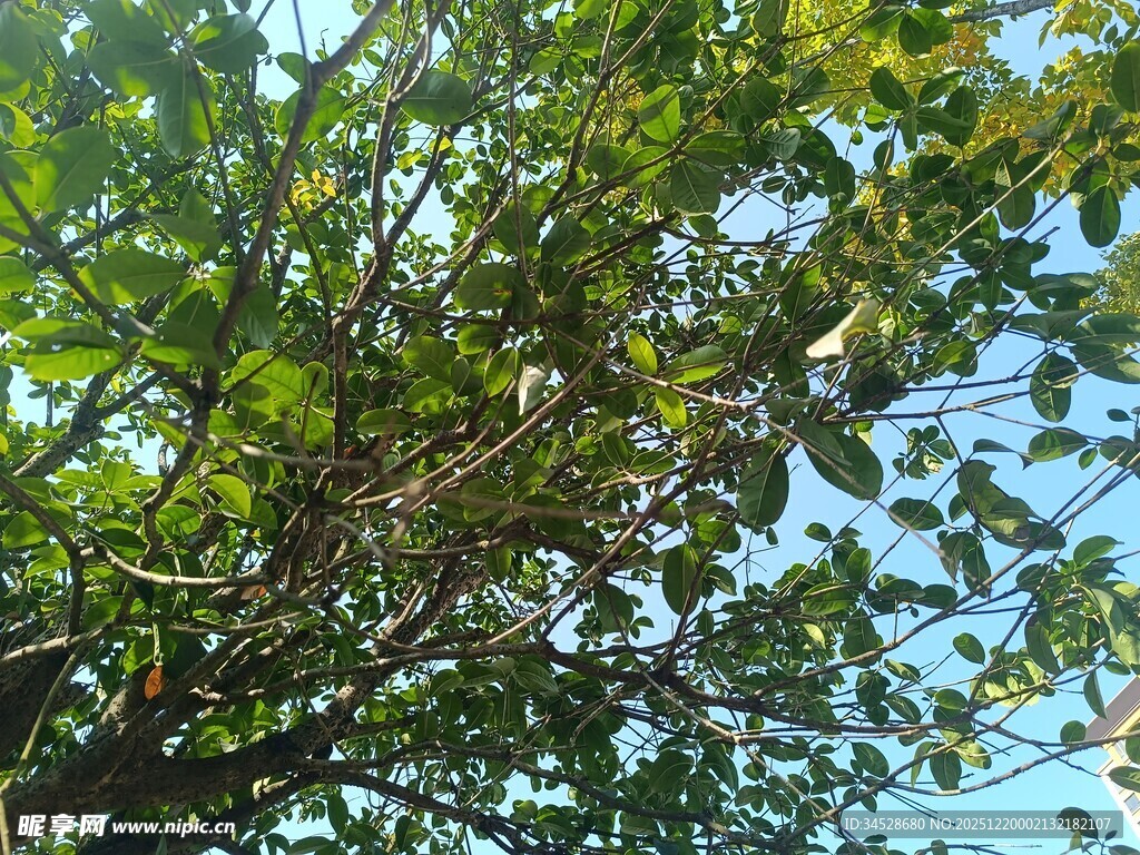 仰视繁茂绿树蓝天景象