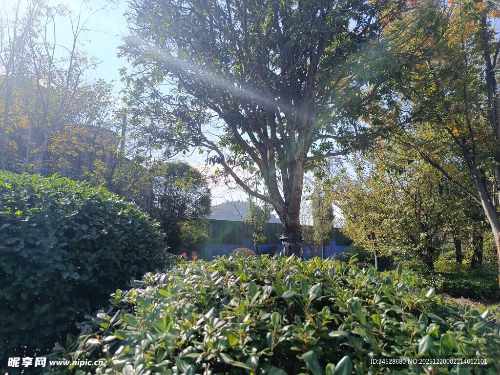 阳光照耀下的绿植景观