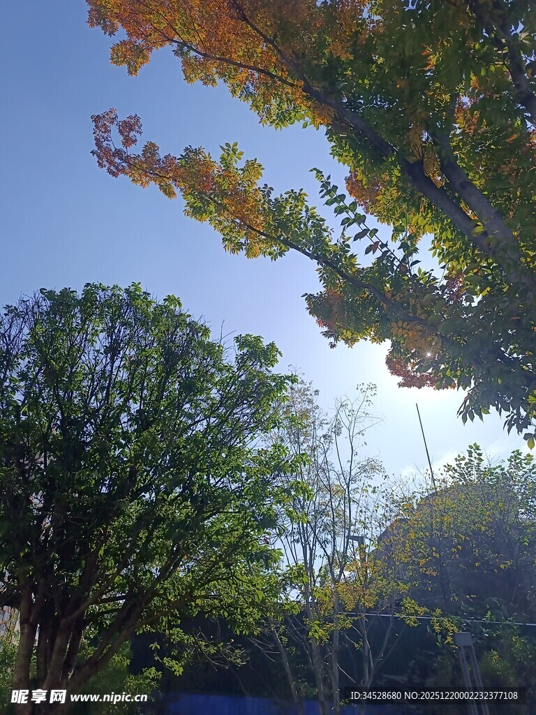 秋日林间阳光斑驳美景