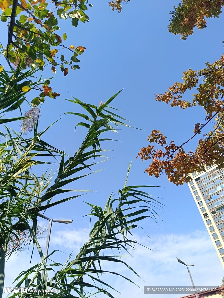 蓝天绿植旁的高楼景象