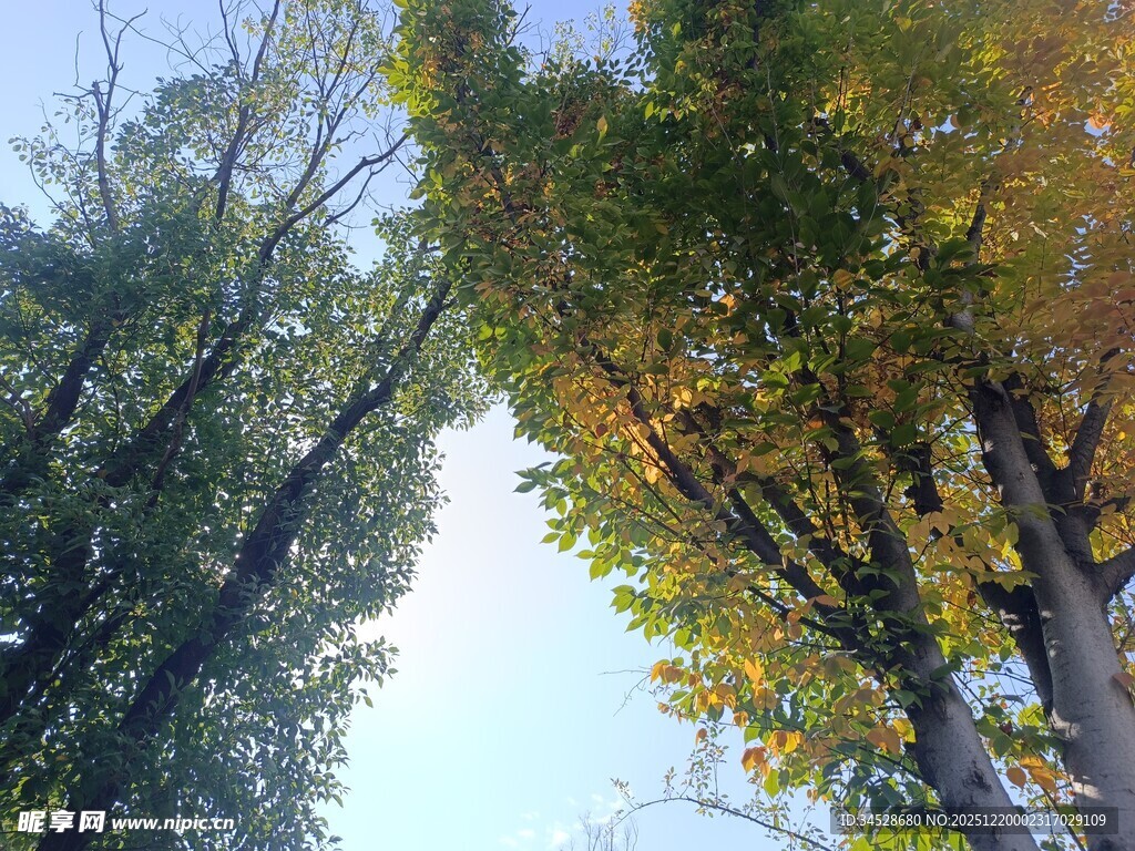 秋日仰观树木葱茏