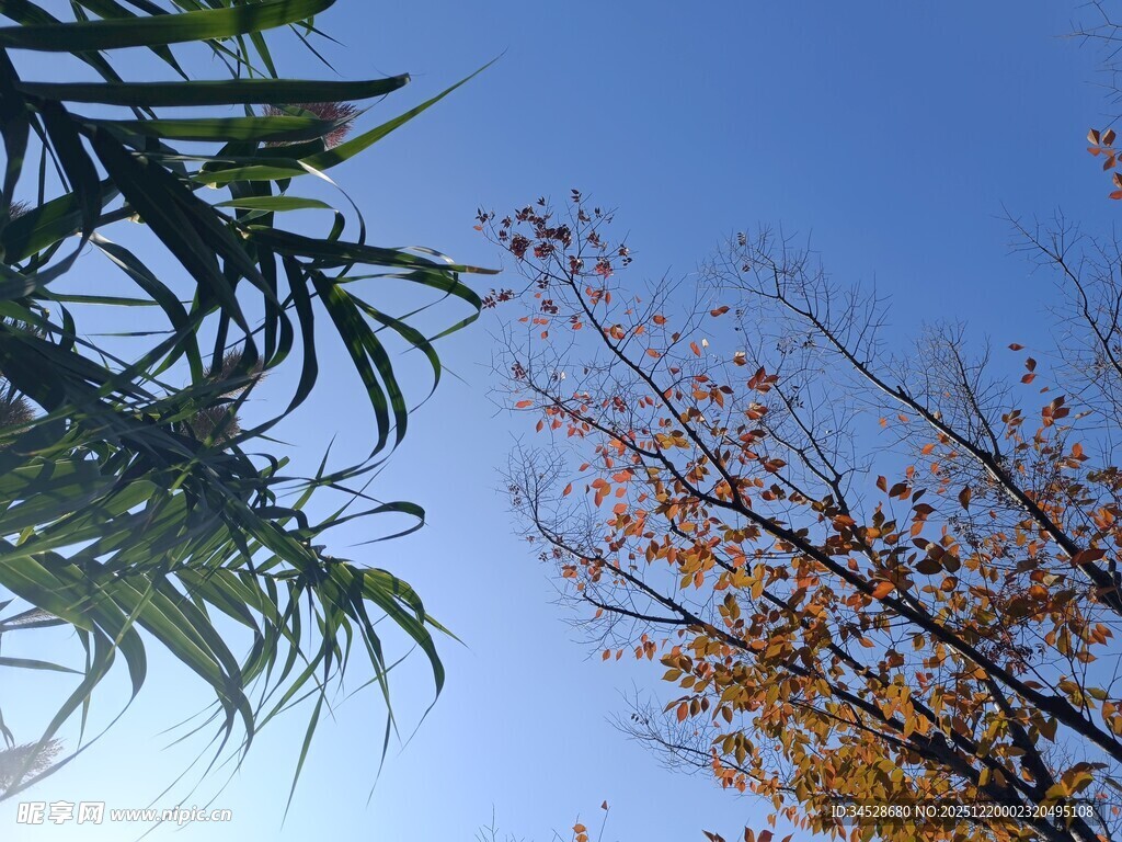 蓝天映衬下的绿植与秋叶