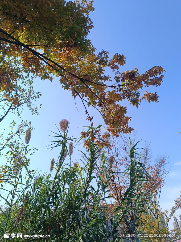 秋日树梢下的自然景致