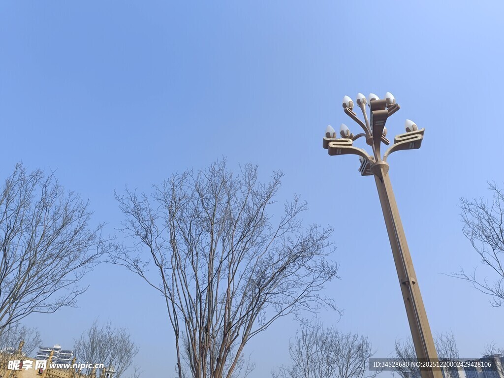 户外高杆灯与光秃树木