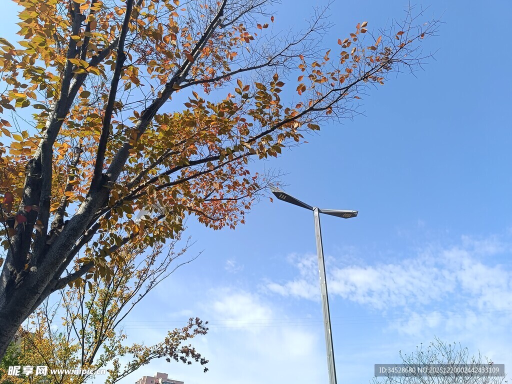 秋日树旁的路灯