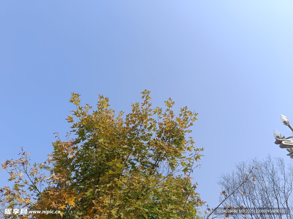 秋日蓝天与斑斓树木