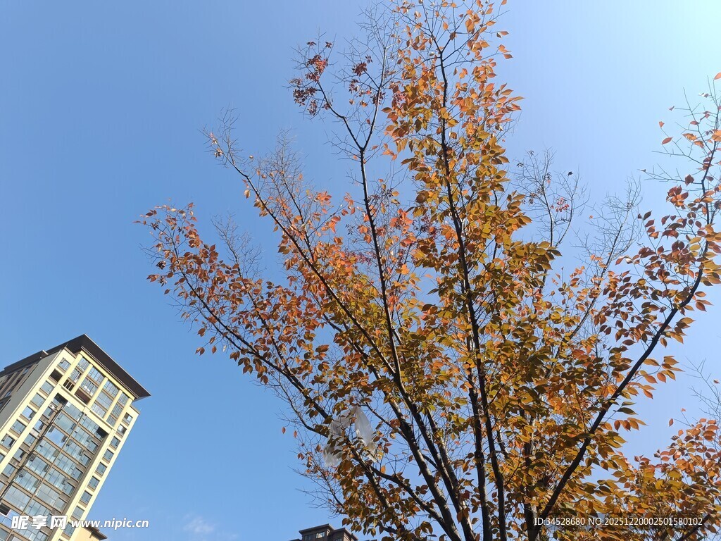 秋日蓝天旁的树木与高楼