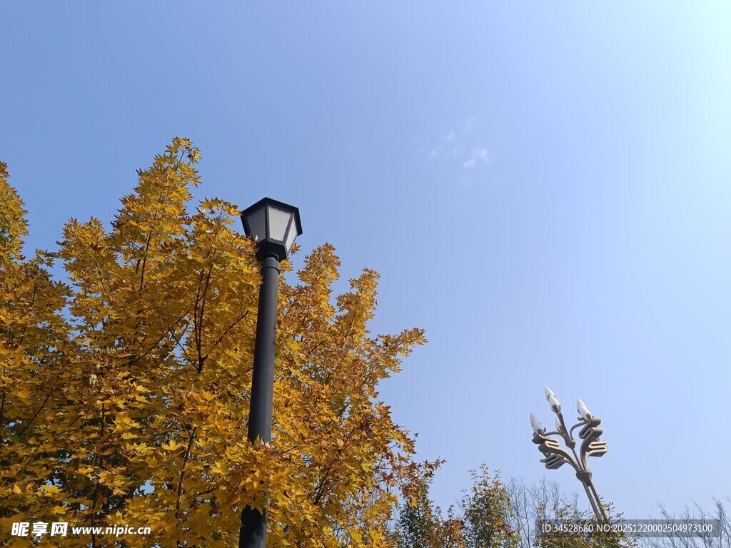 秋日路灯下的金黄树叶