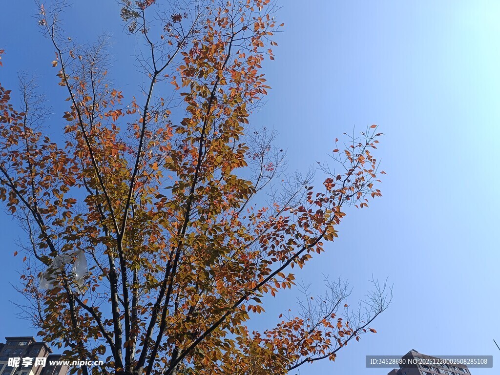 秋日枝头黄叶映蓝天