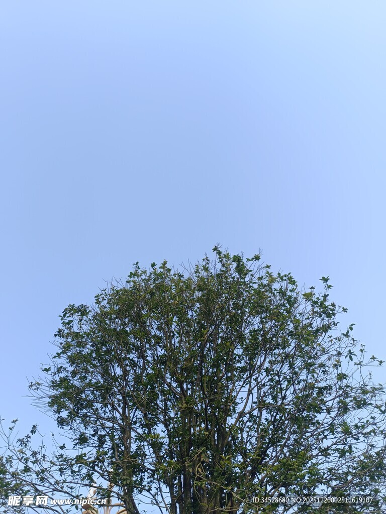 蓝天映衬下的茂盛树冠