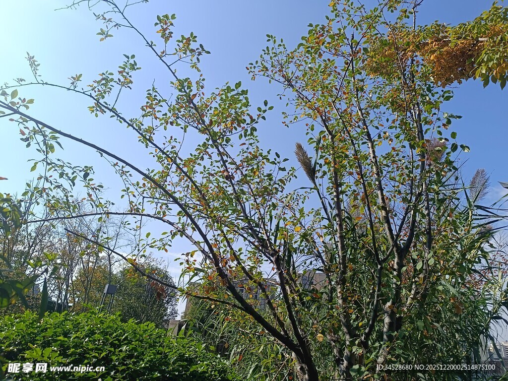 秋日户外树木景致