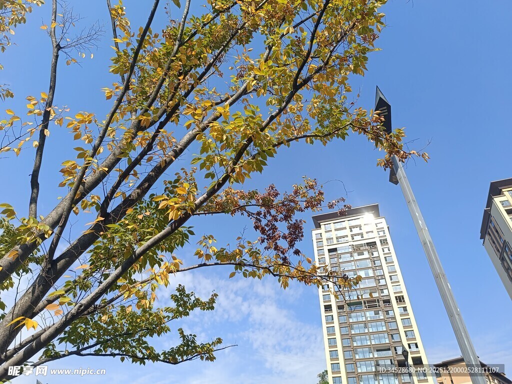 秋日城市中树木与高楼