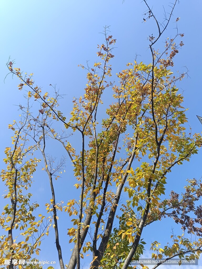 秋日蓝天树枝黄叶