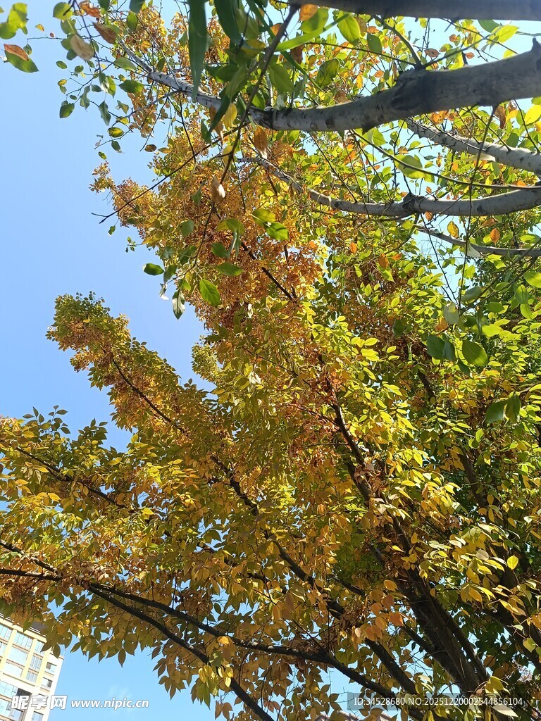 秋日树梢的斑斓景致