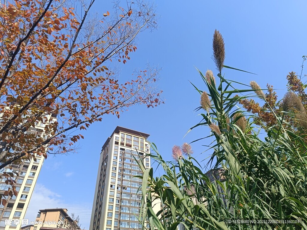 秋日城市中植物与高楼