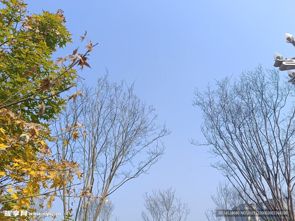 秋日蓝天树木景致