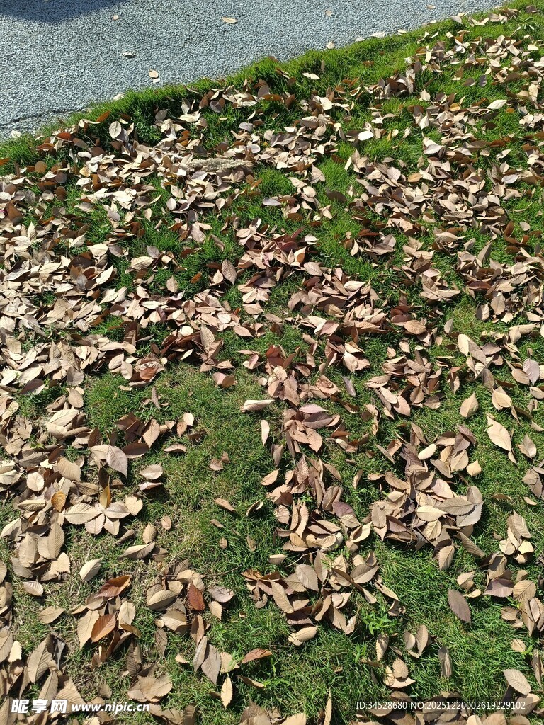 地面散落的枯黄落叶