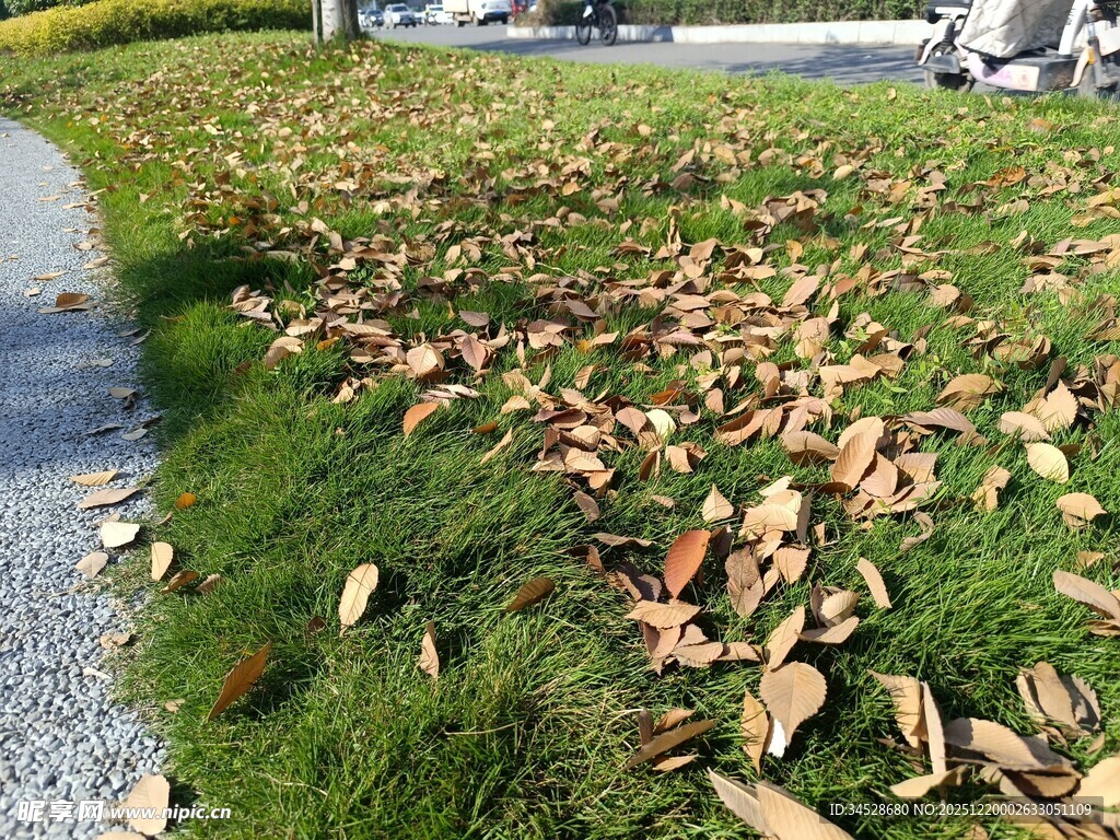 路边草地散落的枯黄树叶