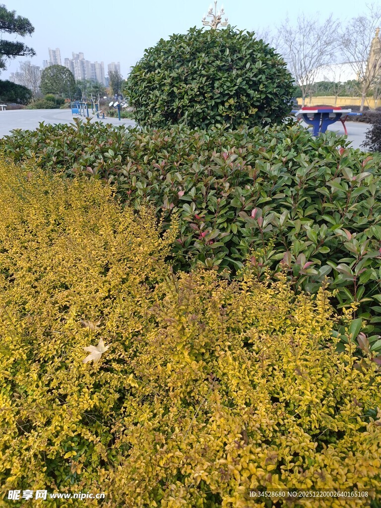 金黄绿植景观