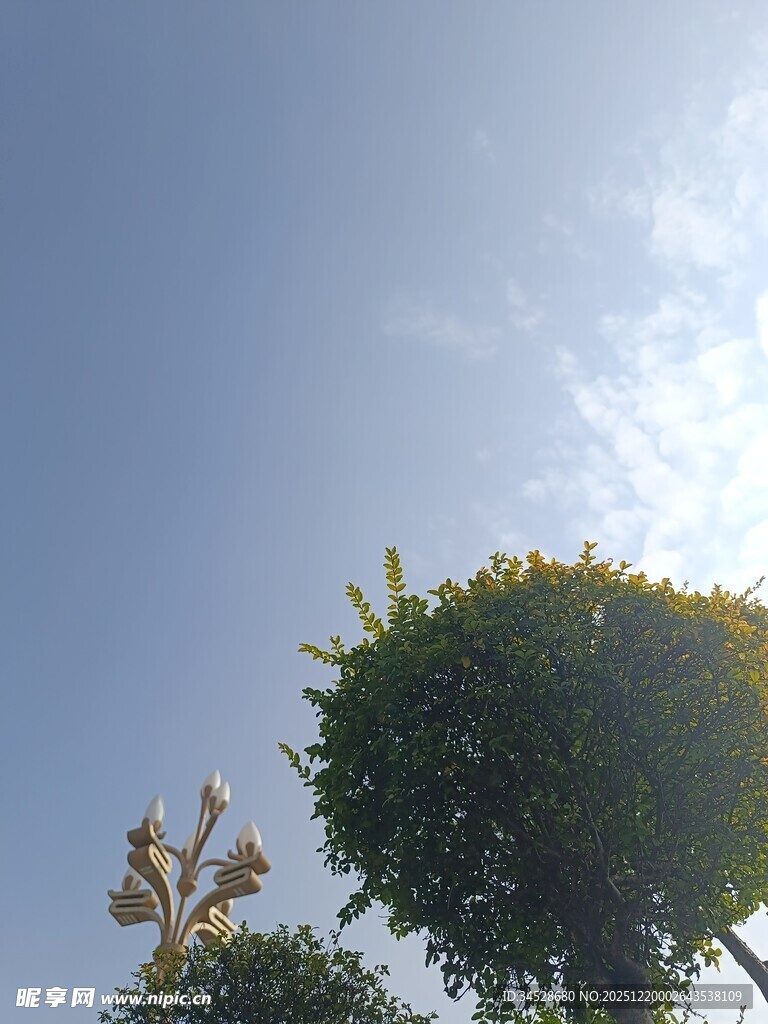 阳光下的绿树与蓝天