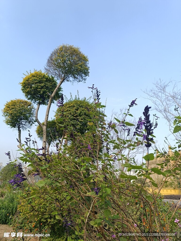 繁茂绿植与蓝天相映成趣