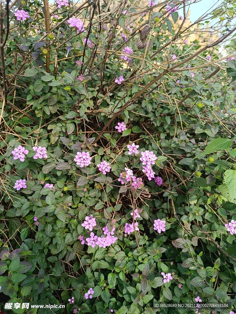 繁茂花丛中的粉色小花